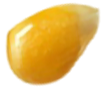 Seed